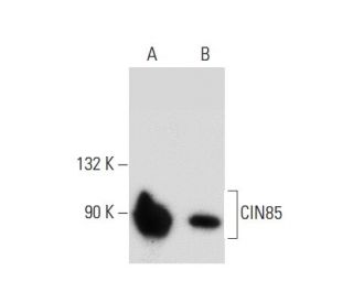 CIN85 Antibody (C-8) - Western Blotting - Image 133952 