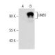 CIN85 Antibody (C-8) - Western Blotting - Image 283617