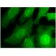CIN85 Antibody (E-1) - Immunofluorescence - Image 296784 
