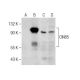 CIN85 Antibody (E-1) - Western Blotting - Image 283615