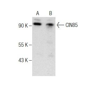 western blotting image from recommended CIN85 (A-7) monoclonal antibody replacement. Image 283619