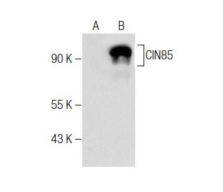 CIN85 Antibody (C-8) - Western Blotting - Image 283617