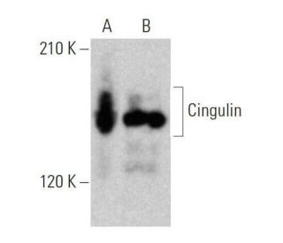 Cingulin Antibody (G-6): sc-365264