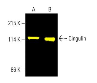Cingulin Antibody (G-6) - Western Blotting - Image 404170 