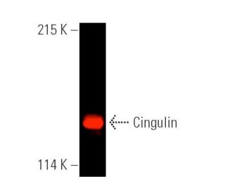 Cingulin Antibody (G-6) - Western Blotting - Image 389952