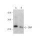 CINP Antibody (AT1G10) - Western Blotting - Image 385116