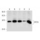 CIP29 Antibody (F-4) - Western Blotting - Image 324775