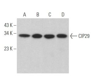 CIP29 Antibody (F-4) - Western Blotting - Image 371926 