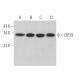 CIP29 Antibody (F-4) - Western Blotting - Image 371926 