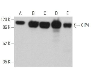 CIP4 Antibody (F-10) - Western Blotting - Image 362986 