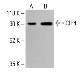 CIP4 Antibody (G-2) - Western Blotting - Image 413796 