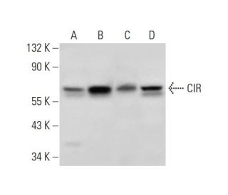 CIR Antibody (H-1) - Western Blotting - Image 314048