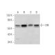 CIR Antibody (H-1) - Western Blotting - Image 314048