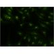 CIRP Antibody (1C9) - Immunofluorescence - Image 346113 
