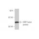 CIRP Antibody (1C9) - Western Blotting - Image 348455