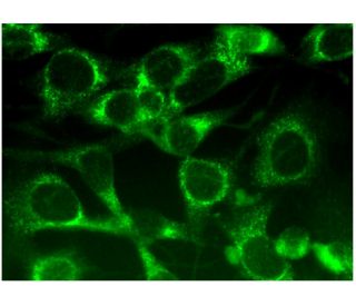 CIS Antibody (D-2) - Immunofluorescence - Image 295450 