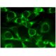 CIS Antibody (D-2) - Immunofluorescence - Image 295450 