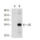CIS Antibody (D-2) - Western Blotting - Image 72723 