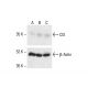 CIS Antibody (D-2) - Western Blotting - Image 412021