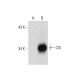 CIS Antibody (F-9) - Western Blotting - Image 72393