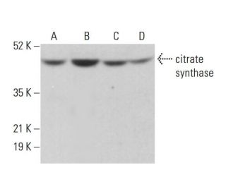 citrate synthase Antibody (E-2) - Western Blotting - Image 377064 