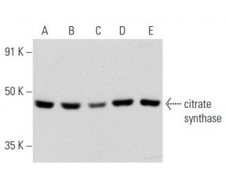 citrate synthase Antibody (G-3) - Western Blotting - Image 354285 