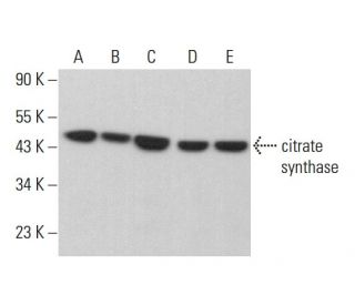 citrate synthase Antibody (G-3) - Western Blotting - Image 382187 