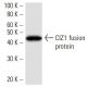CIZ1 Antibody (2186C2a) - Western Blotting - Image 16513