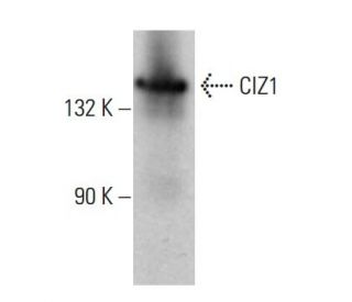 CIZ1 Antibody (A-6) - Western Blotting - Image 379201 