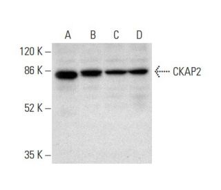 CKAP2 Antibody (B-12) - Western Blotting - Image 303748 