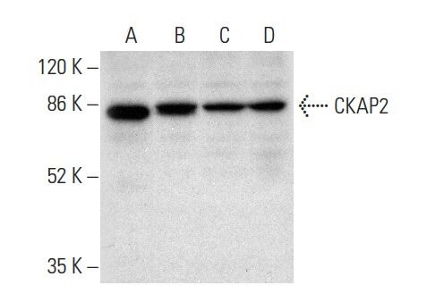 CKAP2 Antibody (B-12) | Santa Cruz Animal Health