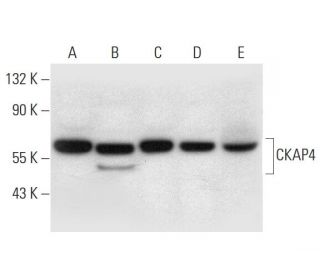 CKAP4 Antibody (A-3) - Western Blotting - Image 296268 