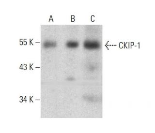 CKIP-1 Antibody (A-3) - Western Blotting - Image 384513 