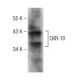 CKR-10 Antibody (C-5) - Western Blotting - Image 142510