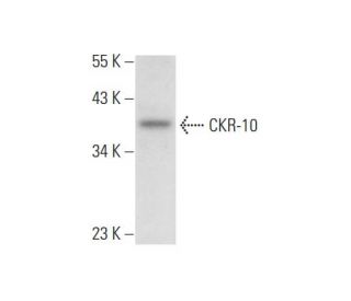 CKR-10 Antibody (C-5) - Western Blotting - Image 300509 