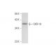 CKR-10 Antibody (C-5) - Western Blotting - Image 300509 