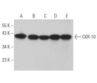 CKR-10 Antibody (E-2) - Western Blotting - Image 372778 