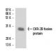 western blotting image from recommended CKR-2B (A-11) monoclonal antibody replacement. Image 16313