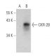CKR-2B Antibody (D-6) - Western Blotting - Image 364915 