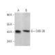 CKR-2B Antibody (D-6) - Western Blotting - Image 381342 