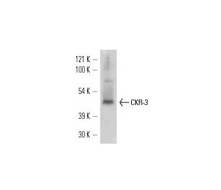 CKR-3 Antibody (5E8) - Western Blotting - Image 11658