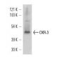 western blotting image from recommended CKR-3 (5E8) monoclonal antibody replacement. Image 11658