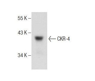 CKR-4 Antibody (G-2) - Western Blotting - Image 283823