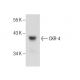 CKR-4 Antibody (G-2) - Western Blotting - Image 283823