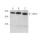 CKR-4 Antibody (KH-4F5) - Western Blotting - Image 377992 