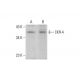 CKR-4 Antibody (KH-4F5) - Western Blotting - Image 382127