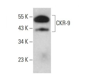 CKR-9 Antibody (9B1) - Western Blotting - Image 376671