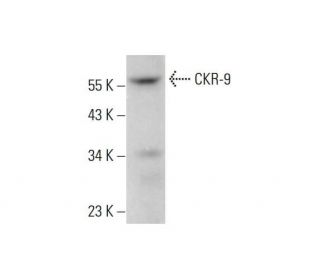 CKR-9 Antibody (CW-2.2.1) - Western Blotting - Image 376629 