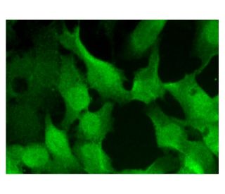 immunofluorescence image from recommended Cks1/2 (F-12) monoclonal antibody replacement. Image 301911