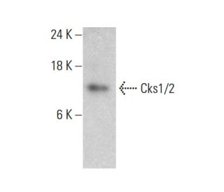 Cks1/2 Antibody (F-12) - Western Blotting - Image 385189The Double Nickase Plasmid features a U6 promoter for sgRNA expression, a 20 nt targeting sequence, and a gRNA scaffold to guide Cas9n. It includes a CBh promoter for Cas9n (D10A) and puromycin resistance, GFP for transfection verification, and nuclear localization signals (NLS). The 2A peptide allows co-expression of Cas9n and Puro from a single promoter, enabling precise genome editing with reduced off-target effects.